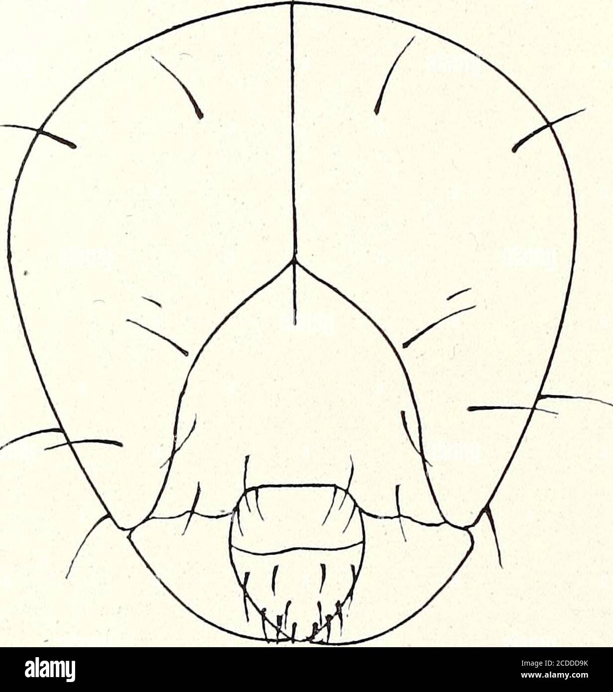 . Jahresbericht der North Carolina Agricultural Experiment Station . 48 xHE Bulletin hinter dem prominenten Paar befindet sich eine Gruppe von drei Haaren über der Spirale und vier auf der fleischigen ventralen Protuberanz. Es gibt apair jeder der dorsalen Lappen des Mesothorax und Metathorax. Dreihaare auf dem dorso-lateralen Lappen des Mesothorax und zwei Haare auf dem Etathorax. Ein einzelnes Haar auf jedem der seitlichen Lappen, Ventro-Laterallobes und der fleischigen ventralen Protuberanz des Meso- und Metathorax. Die ventralen Lappen jedes Thoraxsegments sind mit einem medianen Haarpaar versehen. Stockfoto