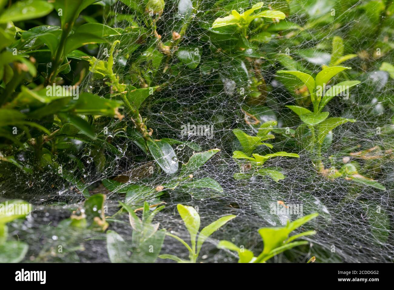 Netz der Baumschule Web Spider (Pisaura Mirabilis) nach Regen im Garten, Tschechische Republik Tierwelt Stockfoto