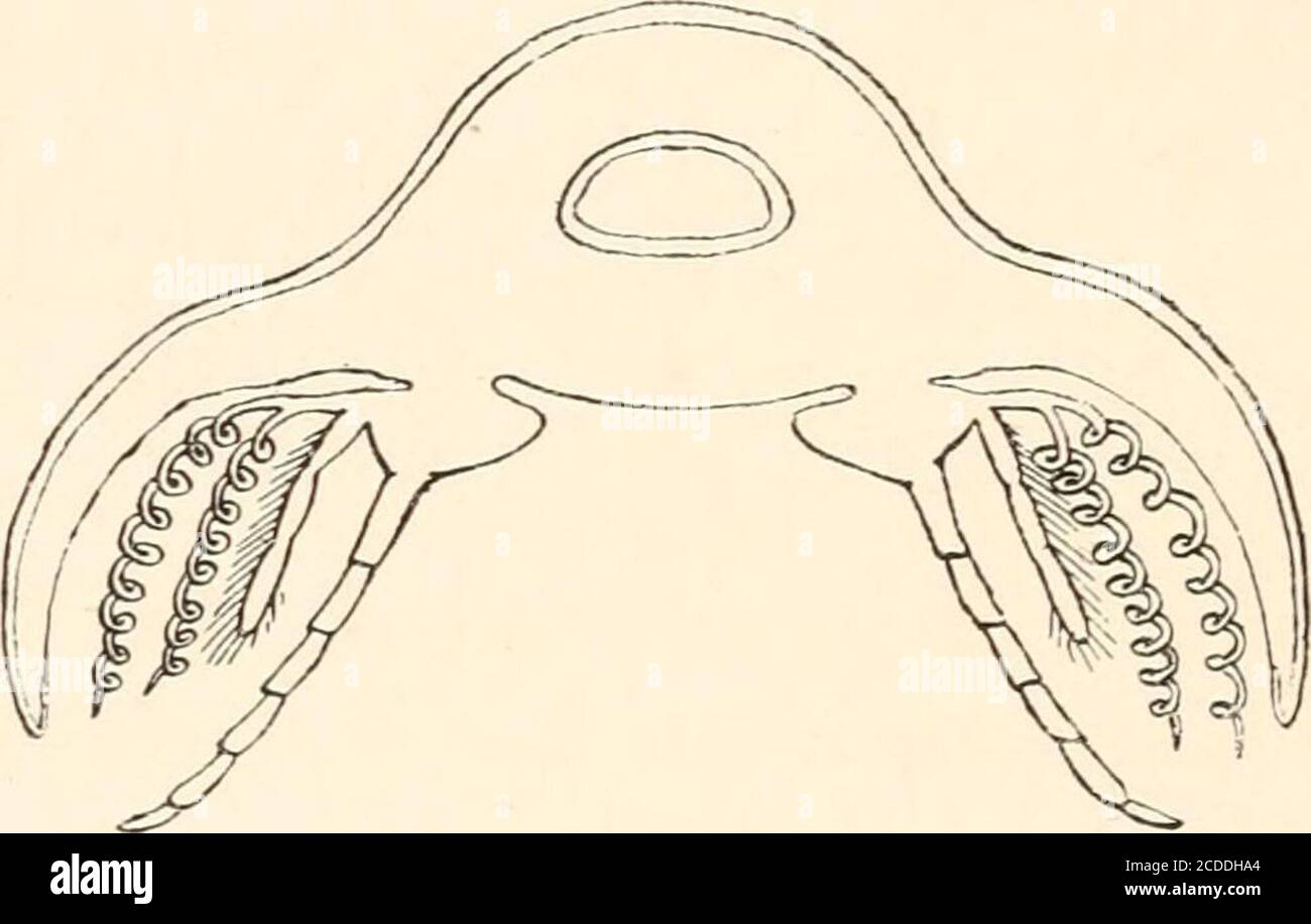 www.flickr.com/photos/internetarchivebookimages/tags/book... Soweit diese Schlußfolgerungen auf den wenigen Abschnitten beruhen, die Mr. Walcotts Papier veröffentlicht haben, sind seine Schlußfolgerungen zweifellos von viel größerem Wert als unsere, da sie auf einer viel ausgedehntere Studievon Abschnitten und des ganzen Trilobiten-Problems beruhen. Wir haben jedoch, wie gegen diese, unseren Anspruch zu havefound in Apus einen Schlüssel zum wahren Verständnis der Morphologie aller dieser primitiven Crustacea. Die Form der Rumpfgliedmaßen in den Trilobiten gibt auf den ersten Blick keinen engen Vergleich mit 230 DER APODID zu Stockfoto