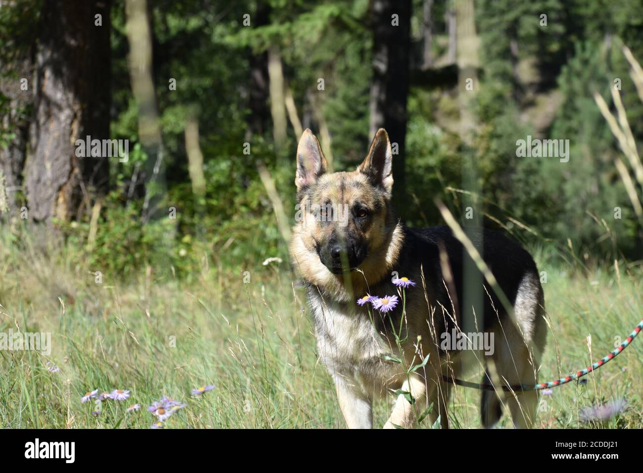 Deutscher Schäferhund steht im Feld von Blumen Stockfoto