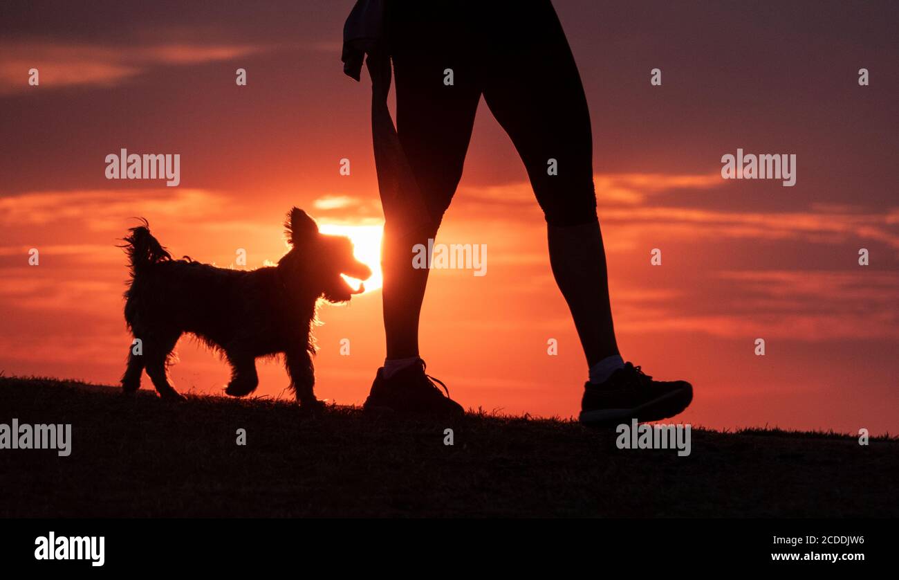 Silhouette eines glücklichen Hundes bei Sonnenuntergang. Stockfoto