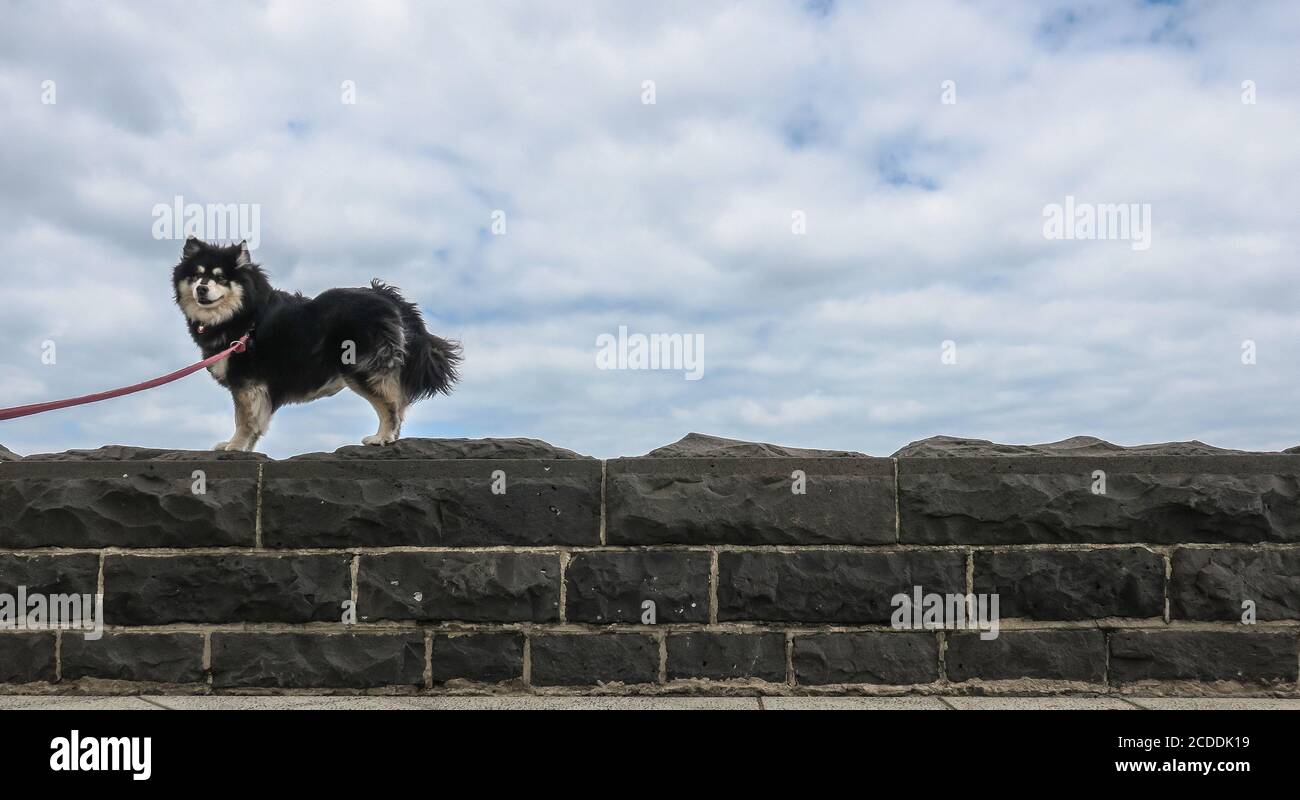 Ein Hund geht entlang einer blauen Steinmauer in Melbourne Australien. Stockfoto