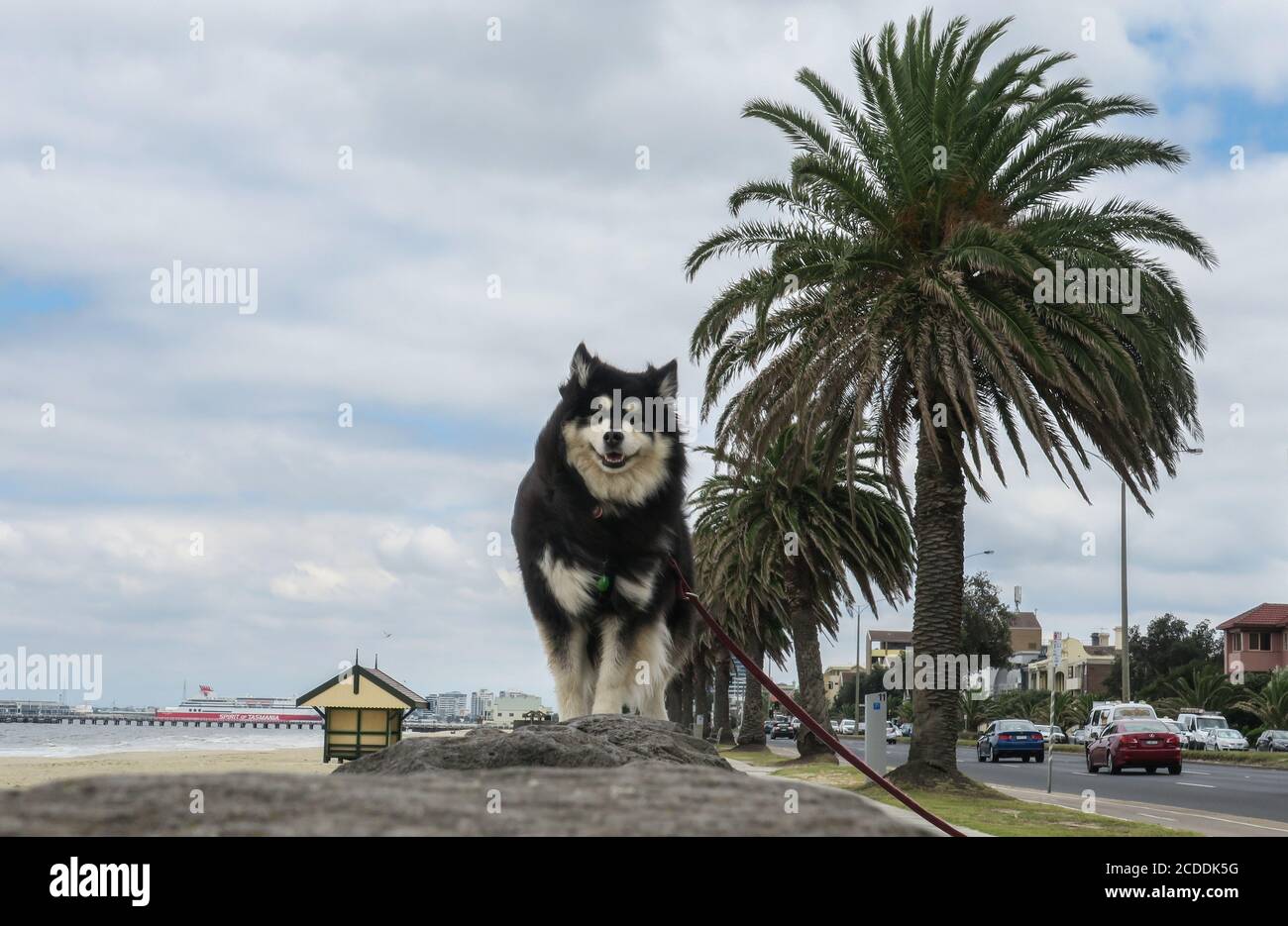 Ein Hund geht entlang einer blauen Steinmauer in Melbourne Australien. Stockfoto