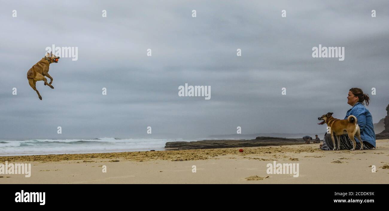 Ein Hund springt hoch, um einen Ball an einem Strand in Australien zu fangen. Stockfoto