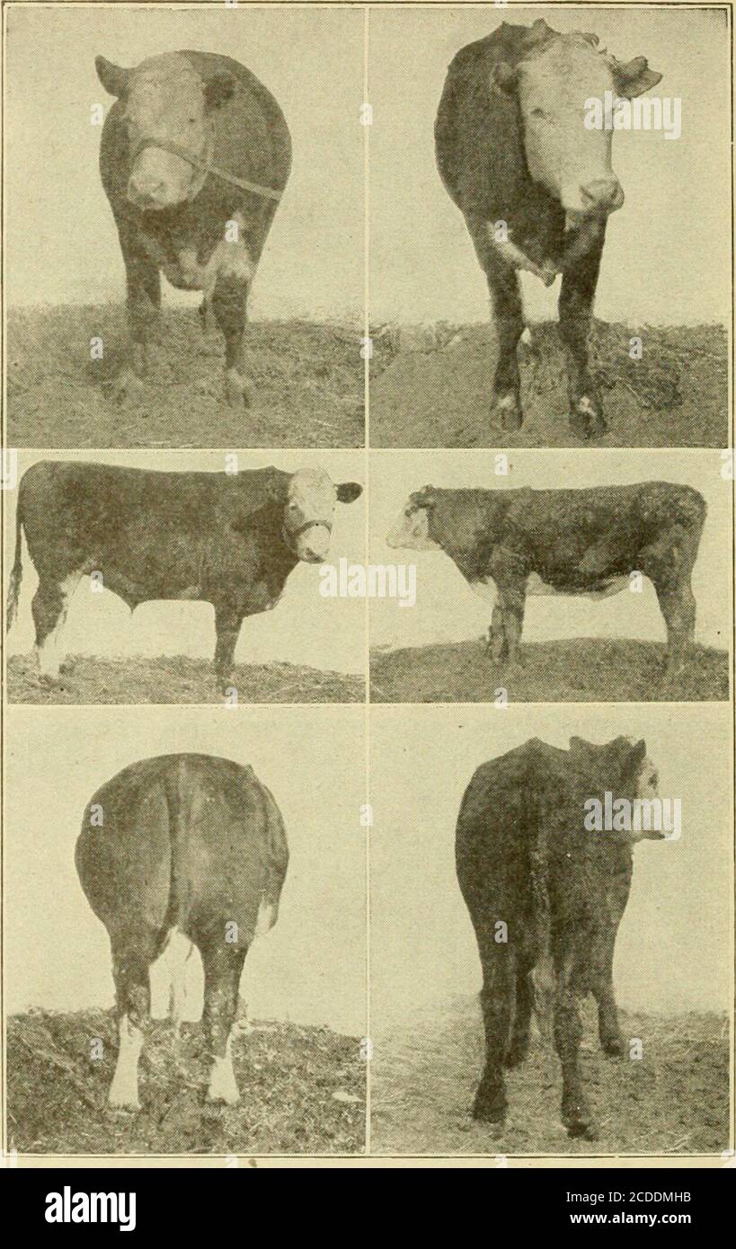 . Profitable Fütterung; ein Buch für den Landwirt . E schüchternd des Tieres. Afeeder der langen Erfahrung lernt, abright, gesundes Fell von üppigen Haar mit Vergainingcapacity zu assoziieren. Er lernt zu vermeiden, dass die Haut das Aussehen hat, fest über den Körper gezogen zu werden.Dies sind Eigenschaften, die vom Auge beobachtet werden können. Kapazitätsgewinn eine Frage der Rasse Typ RatherThan. – die Fähigkeit, schnelle und ökologische Gewinne zu erzielen, ist daher eine Frage des Typerathers als der Rasse. Mehrere Experimentier-Sta-tionen haben zu verschiedenen Zeiten so-calledbreed Tests durchgeführt, in denen ein oder zwei Proben oiea Stockfoto