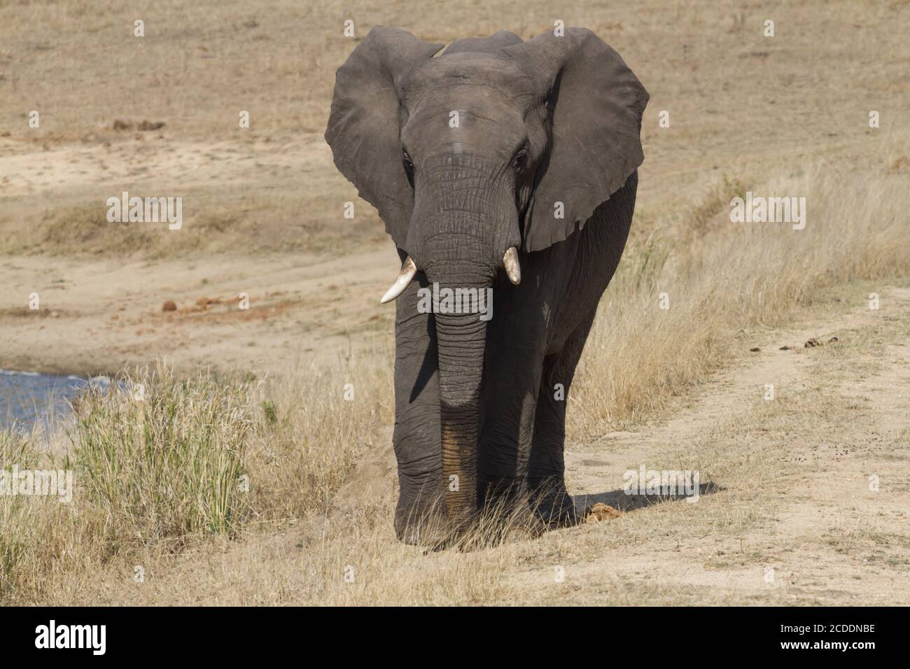 Einsamer afrikanischer Elefant (Loxodonta africana) in der Nähe Wandern im trockenen Gras im Kruger National Park, Südafrika Stockfoto