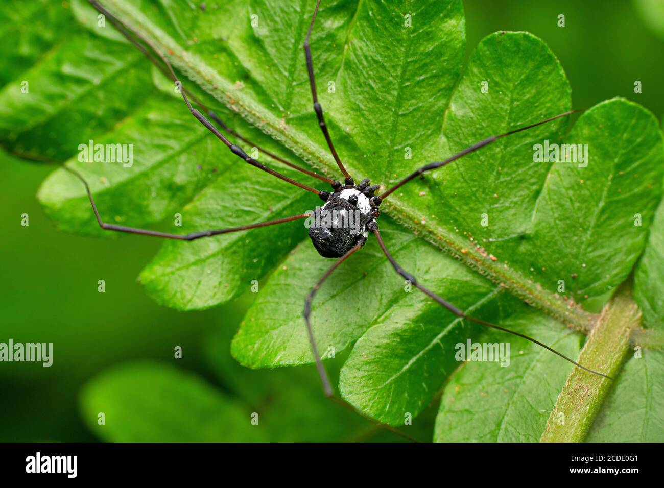 Black Harvestman Spinne, Hadrotunus rotundum, Satara, Maharashtra, Indien Stockfoto