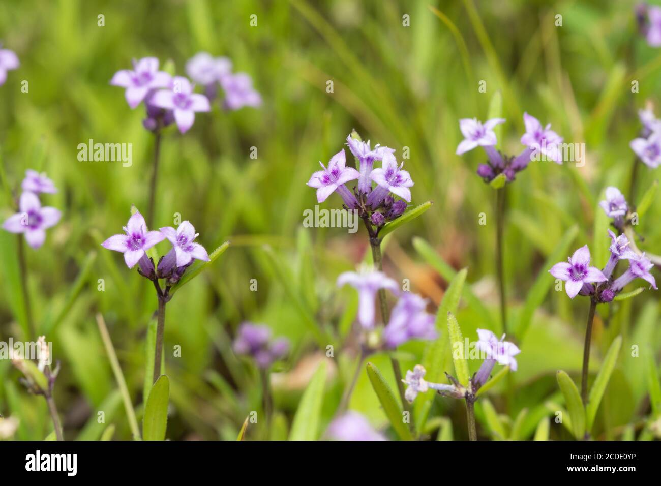 Hedyotis diffusa ist eine Art Kraut in der traditionellen chinesischen Medizin verwendet, Satara, Maharashtra, Indien Stockfoto