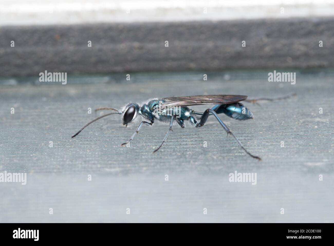 Lateral der Schabe Wespe, Ampulex compressa, Satara, Maharashtra, Indien Stockfoto