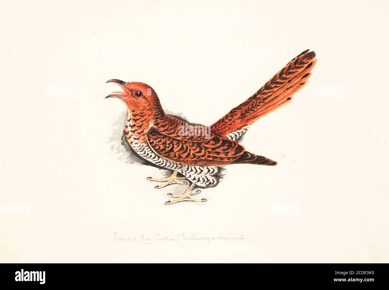 Der gebänderte Lorbeerkuckuck (Cacomantis sonneratii) ist eine Art kleiner Kuckucks, die auf dem indischen Subkontinent und Südostasien zu finden ist. Wie andere in der Gattung haben sie ein rundes Nasenloch. Sie sind in der Regel in gut bewaldeten Gebieten vor allem in den unteren Hügeln gefunden. Männchen singen während der Brutzeit von exponierten Zweigen, die je nach Region variieren können. Sie sind sowohl in ihren Rufen als auch im Gefieder mit weißer Augenbrauenoptik und den rufous-Oberteilen mit regelmäßigen dunklen Bändern und der weißlichen Unterseite mit feinen Streifen markant. 18. Jahrhundert Aquarell Gemälde von Elizabeth G Stockfoto