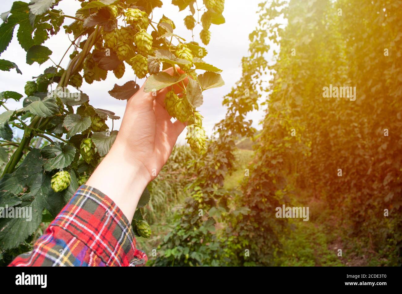 Bauer pflücken Hopfen, für Craft Bier, Herbst Ernte. Stockfoto