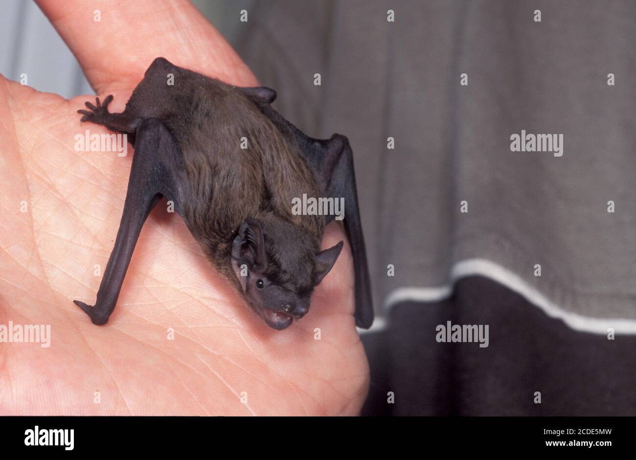 Kleiner Abendsegler, kleiner Abendsegler, Nyctalus leisleri, Leislers Fledermaus Stockfoto