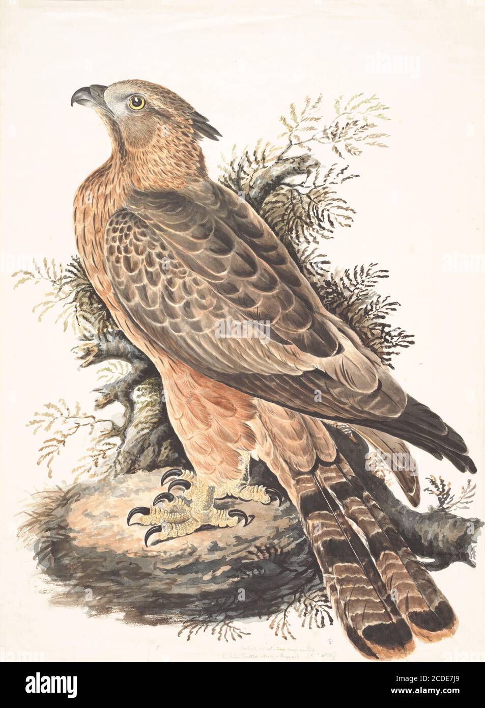 Der Haubenbussard (Pernis ptilorhynchus) ist ein Greifvogel in der Familie Accipitridae, zu der auch viele andere tagaktive Greifvögel wie Drachen, Adler und Harrier gehören. Diese Art ist auch als Orientalischer Honigbussard bekannt. Aquarellmalerei aus dem 18. Jahrhundert von Elizabeth Gwillim. Lady Elizabeth Symonds Gwillim (21. April 1763 – 21. Dezember 1807) war eine Künstlerin, die bis 1808 mit Sir Henry Gwillim, dem Puisne-Richter am Madras-Hofe, verheiratet war. Lady Gwillim malte eine Serie von etwa 200 Aquarellen von indischen Vögeln. Produziert etwa 20 Jahre vor John James Audubon, ihre Arbeit wurde acclai Stockfoto