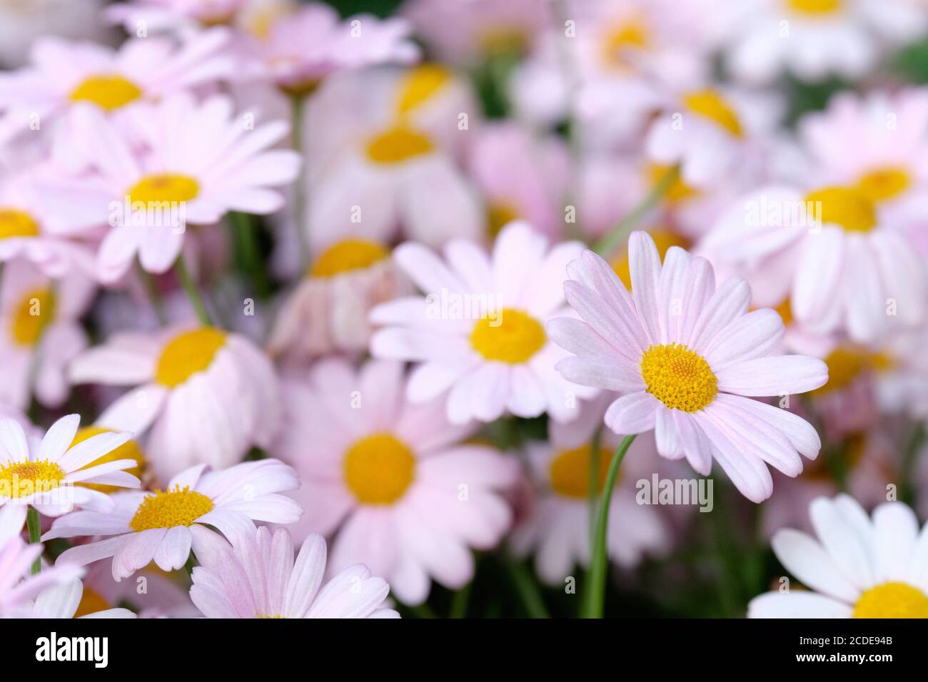 Argyranthemum 'Petite Pink' Marguerite 'Petite Pink', Marguerite Daisy 'Petite Pink', Argyranthemum 'Pink Delight'. Masse von rosa Gänseblümchen-ähnlichen Blumen Stockfoto