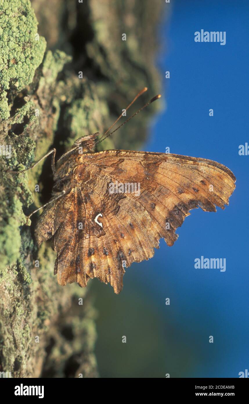 C-Falter, Polygonia c-Album, Komma Schmetterling Stockfoto