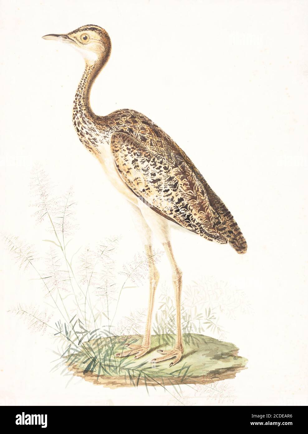 Der kleinere Florikan (Sypheotides indicus), auch als likh oder kharmore bekannt, ist der kleinste in der Trappenfamilie und das einzige Mitglied der Gattung Sypheotides. Es ist endemisch auf dem indischen Subkontinent, wo es in hohen Grasland gefunden wird und ist am besten bekannt für die springenden Brutvorführungen von den Männchen während der Monsunzeit gemacht bekannt. Aquarellmalerei aus dem 18. Jahrhundert von Elizabeth Gwillim. Lady Elizabeth Symonds Gwillim (21. April 1763 – 21. Dezember 1807) war eine Künstlerin, die bis 1808 mit Sir Henry Gwillim, dem Puisne-Richter am Madras-Hofe, verheiratet war. Lady Gwillim malte eine Serie von etwa 200 wate Stockfoto