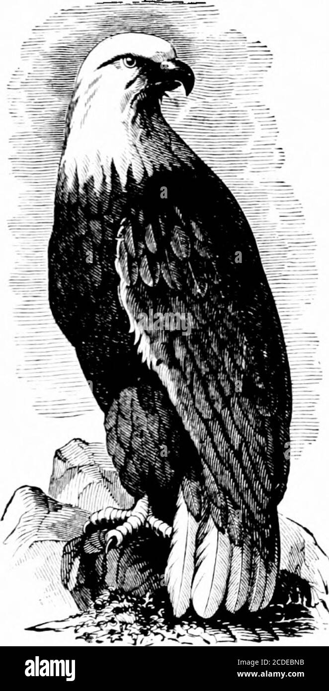 . Geschichte des Dienstes der Firma E [elektronische Ressource]: Und des Zwölften Wisconsin Regiment, Veteran Volunteer Infantry, im Krieg der Rebellion : beginnend mit dem 7. September 1861 und endend mit dem 21. Juli 1865 . Gillispie wurde außer Betrieb genommen, – die Laufzeit war abgelaufen. Am 31. Mai wurden die Korporalen W. H. Harrison, Nathan D. Harrison, Ferdinand Truell, *Edwin M. Truell, James A.Cope, Robert Bond, Samuel D. Burhans, Oran M. Wharry, *Ed. Truell war vom 21,64. Juli, dem Tag seiner Verwundung, bis heute Oberleutnant durchbrütet worden. Auch durch Beschluss des Kongresses erhielt er eine Ehrenmedaille für g Stockfoto