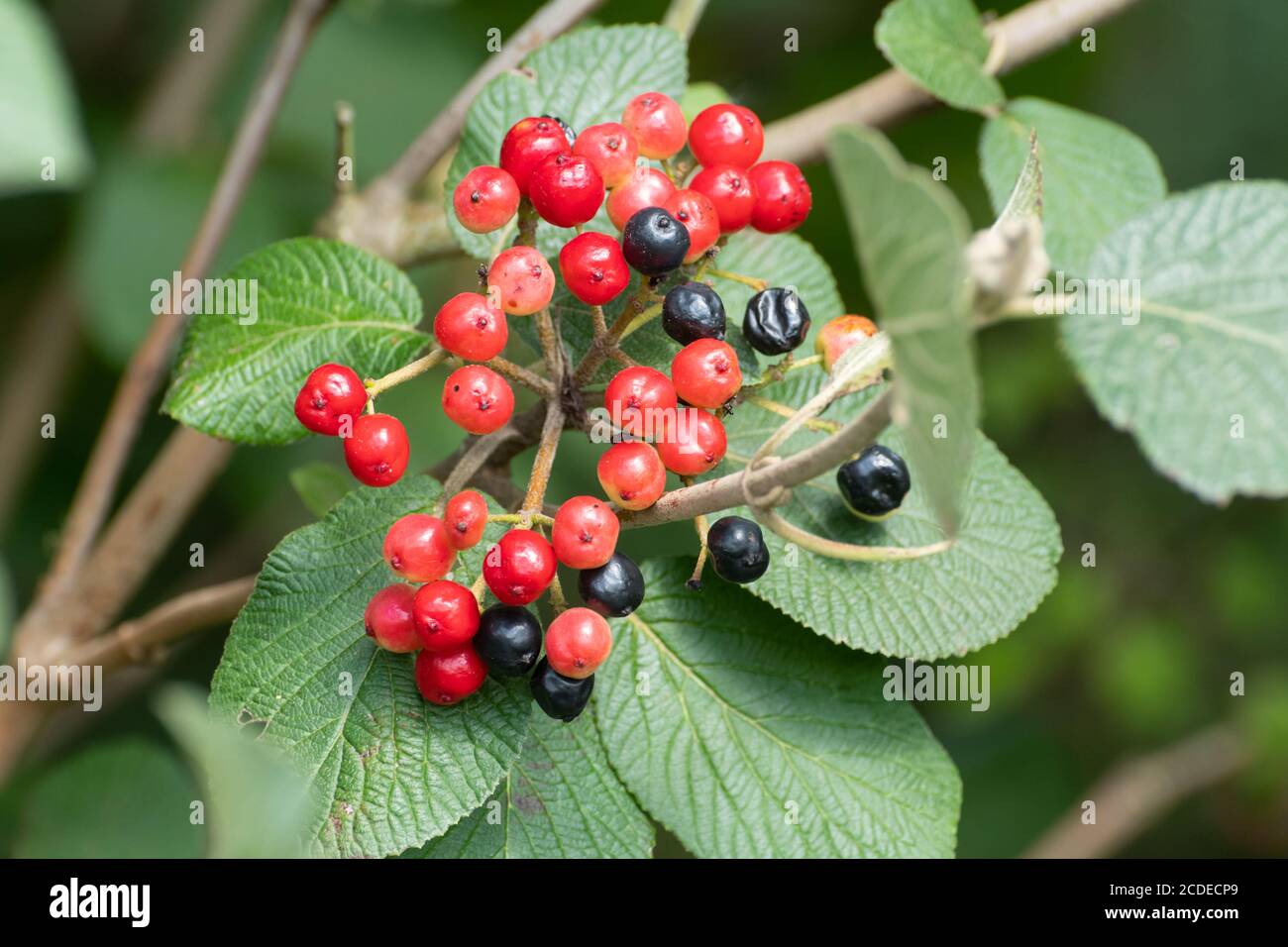 Wanderbaumbeeren (Viburnum lantana) Im Spätsommer/Frühherbst in einer britischen Hecke Stockfoto