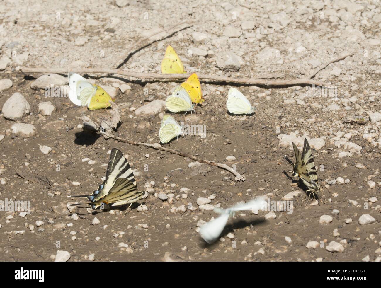 Verschiedene Schmetterlingsarten, die in Schlamm auf einer Strecke in Ungarn, Großbritannien, einschließlich seltener Schwalbenschwanzschmetterlinge (Iphiclides podalirius) pfützen Stockfoto