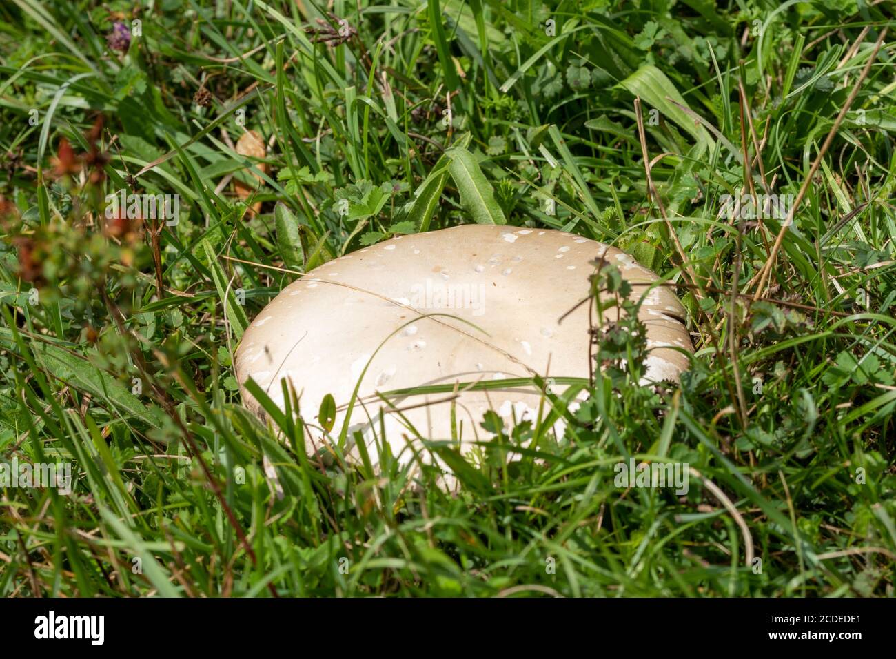 Essbare Feld Pilz (Agaricus campestris, auch als Wiesenpilz bekannt) wächst wild unter Gras im Frühherbst, Großbritannien Stockfoto