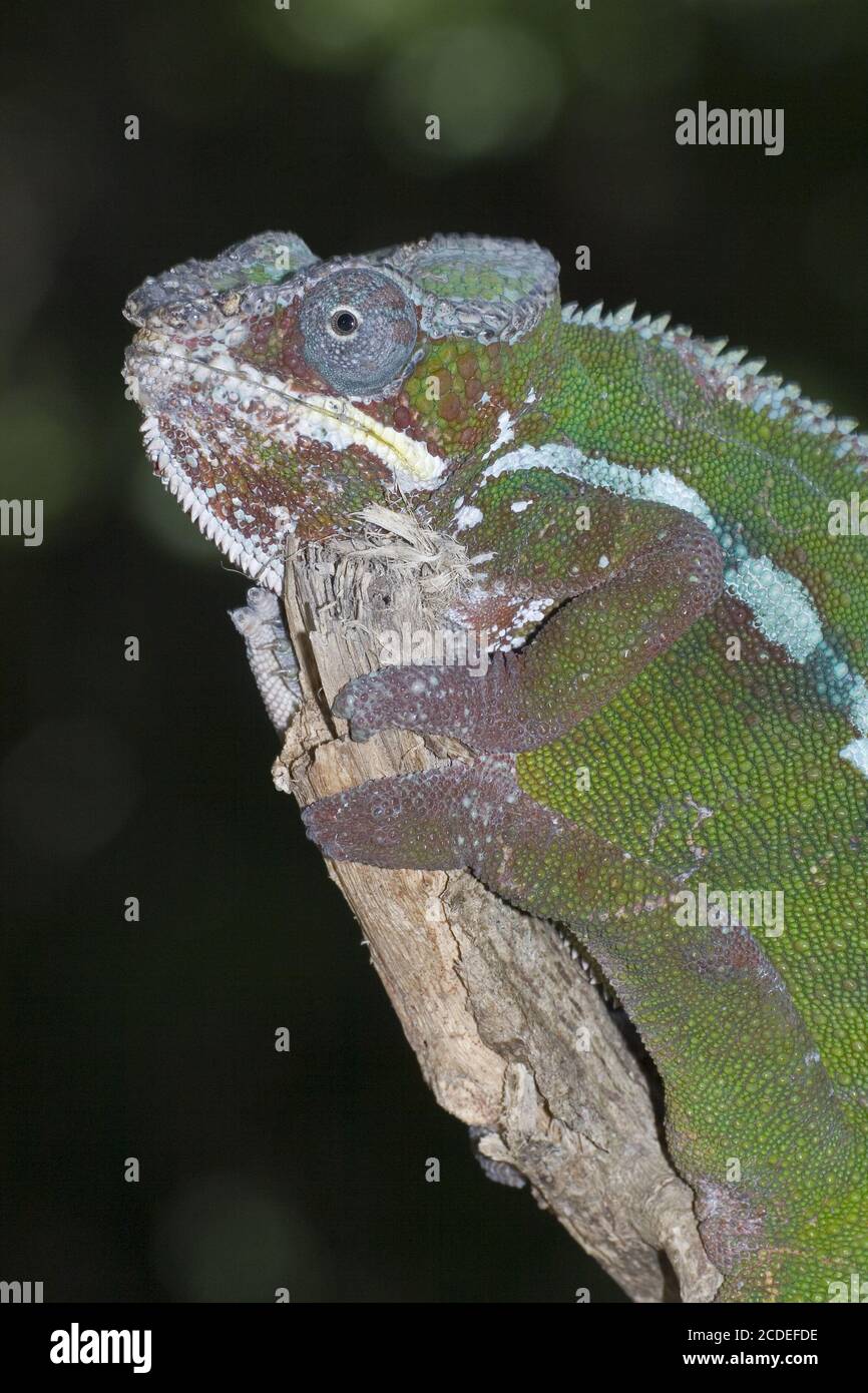 Furcifer pardalis, Panther Chameleon, Madagaskar, Afrika Stockfoto
