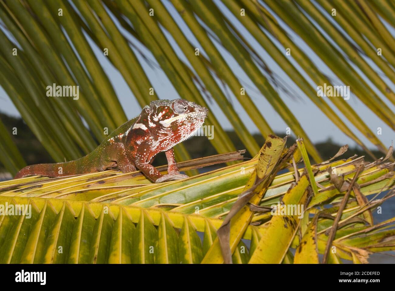 Furcifer pardalis, Panther Chameleon, Madagaskar, Afrika Stockfoto