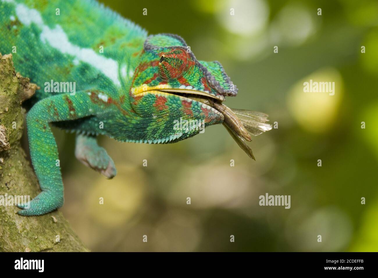 Furcifer pardalis, Panther Chameleon, Madagaskar, Afrika Stockfoto