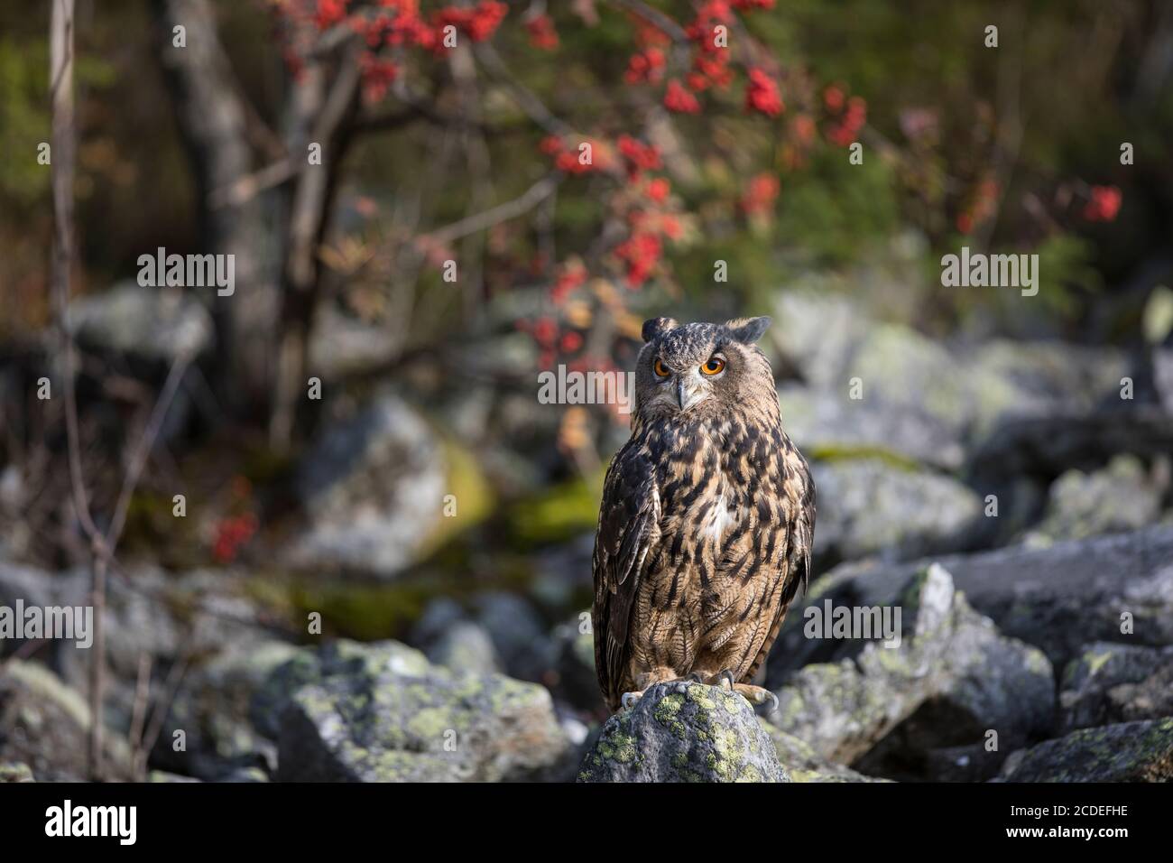 Uhu, Bubo bubo, eurasische Adlereule Stockfoto