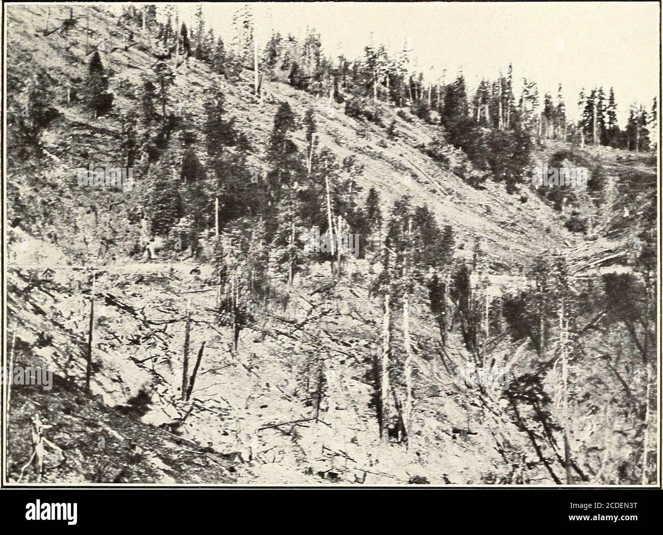 . Holzfäller in der Zucker-und Gelbkiefer-Region von Kalifornien. Abb. 1. - Limbing und Bucking Timber auf einem National Forest Timber Verkauf in der Sierra Nevadas.. F-I5945-A ABB. 2. - Logged-over Stand von Zucker und Gelbe Kiefer auf Privatland. HOLZFÄLLER IN KIEFERNREGION VON KALIFORNIEN. 13 in einer Einbandmühle im westlichen Teil des Plumas Nationalforsts. Tabelle 2. – Vergleich der Holzgehalte aus Zucker und Gelber Kiefer, wobei die Ergebnisse von zwei Mühlentallungen zu sehen sind. Sorten. Mill Tally Nr. 1. Sugarpin. Yellowpine. Mill Tally Nr. 2. Sugarpin. Yellowpine. Nr. 1 und 2 klar Nr. 3 klar C wählen aus Stockfoto