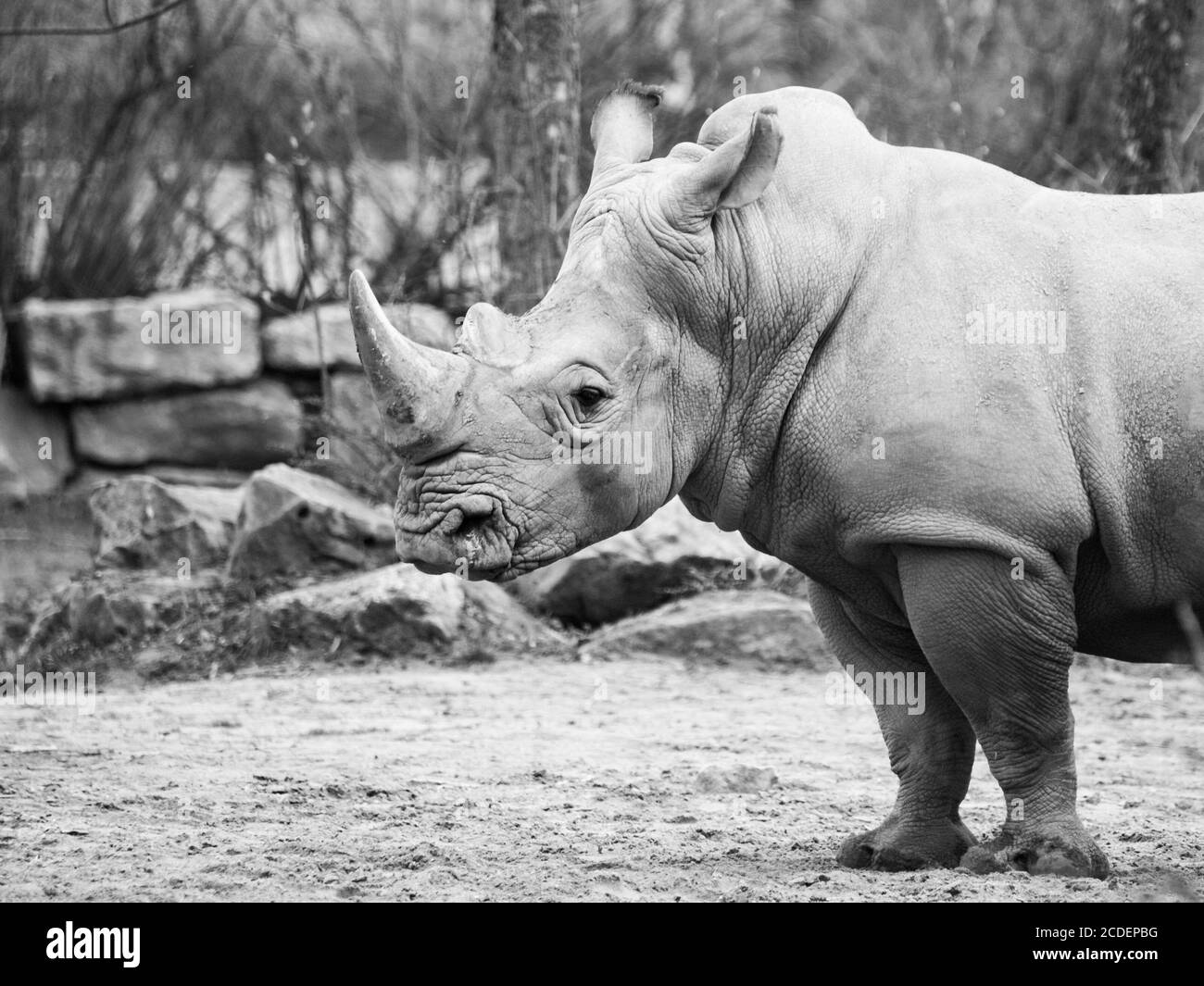 Schwarzes Rhinocero, Diceros bicornis, wildes, gefährliches und gefährdetes afrikanisches Säugetier im ZOO. Schwarzweiß-Bild. Stockfoto