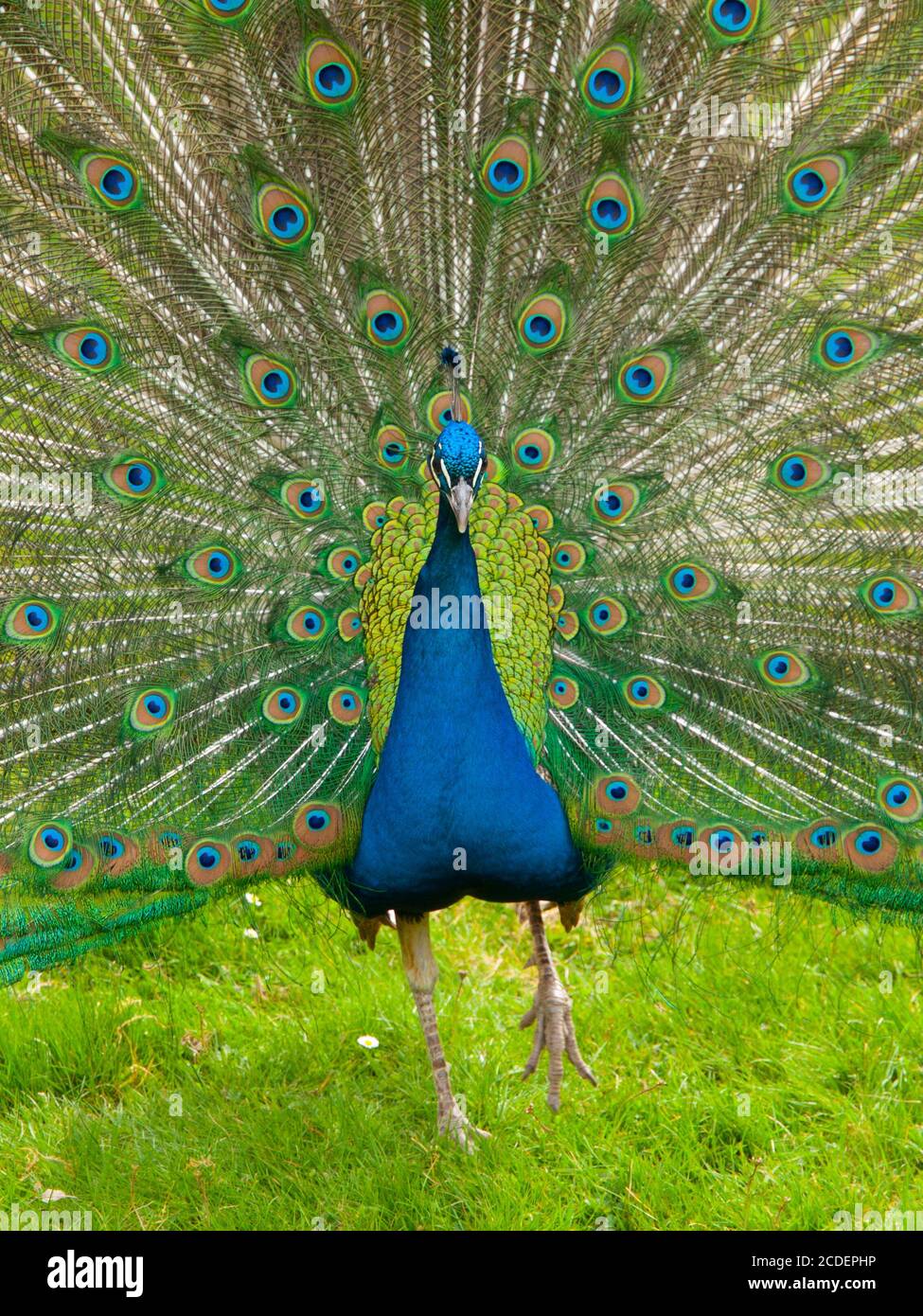 Portrait von schönen Pfau mit bunten Federn gebräunt Stockfoto