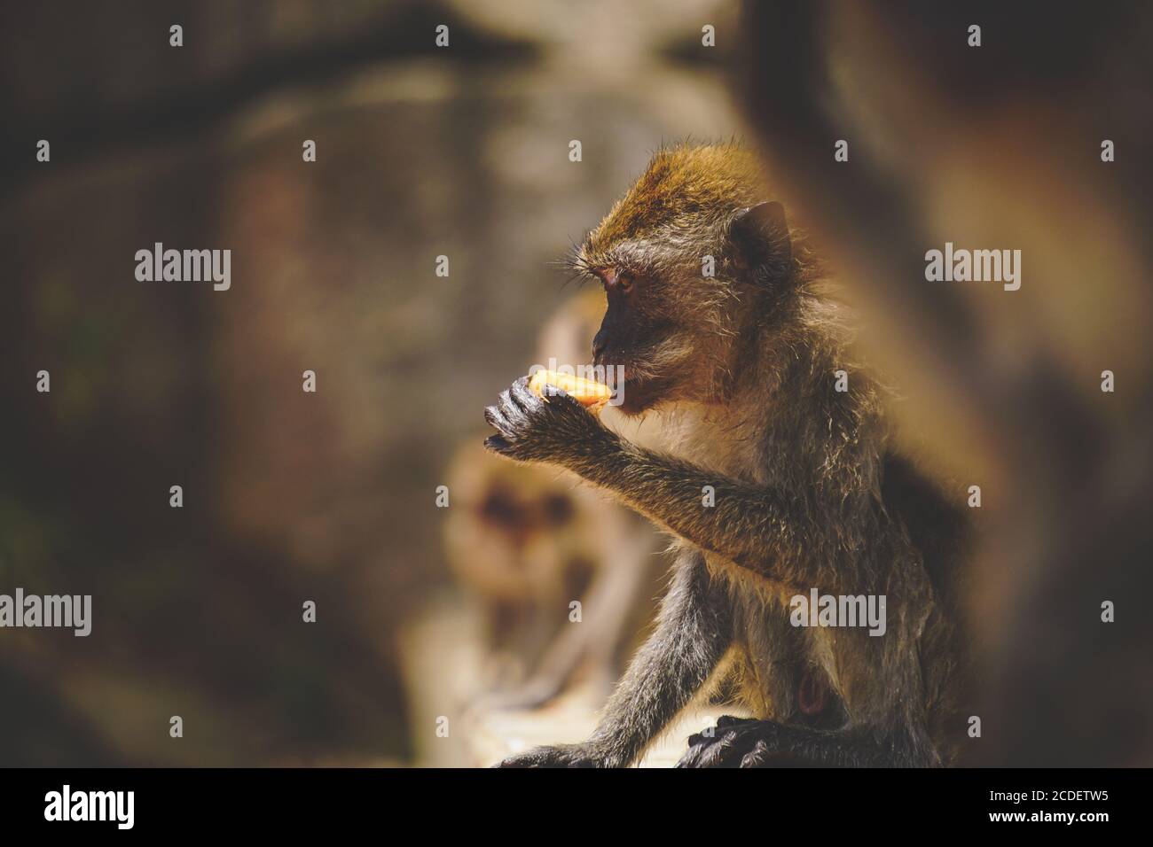 Affen essen ein gestohlenes Essen von Touristen im örtlichen Wildpark. Ausgewählter Fokus Stockfoto