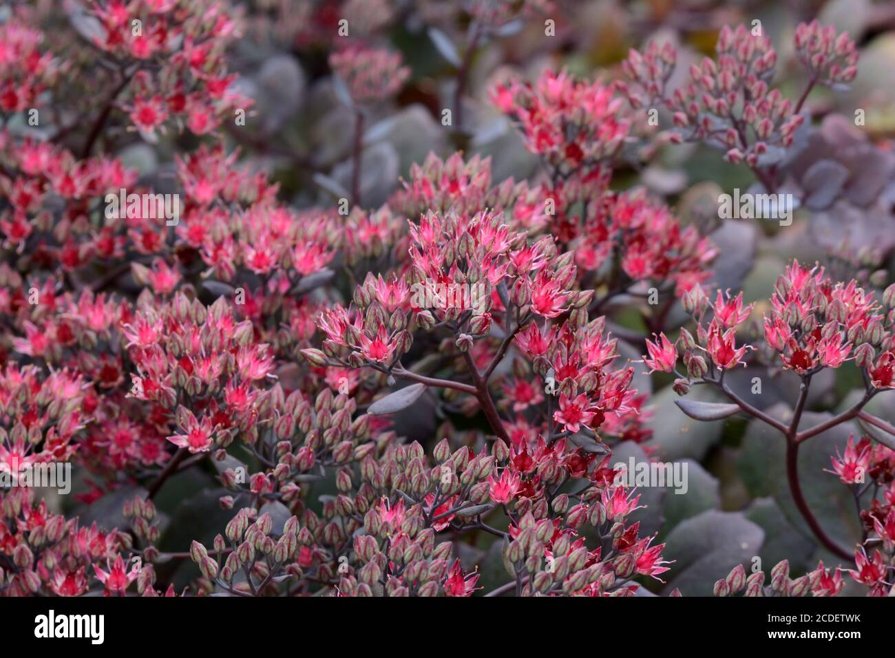 Sedum Purple Emperor Stonecrop tiefrosa sternförmige Blüten auf Dunkle Stängel Stockfoto