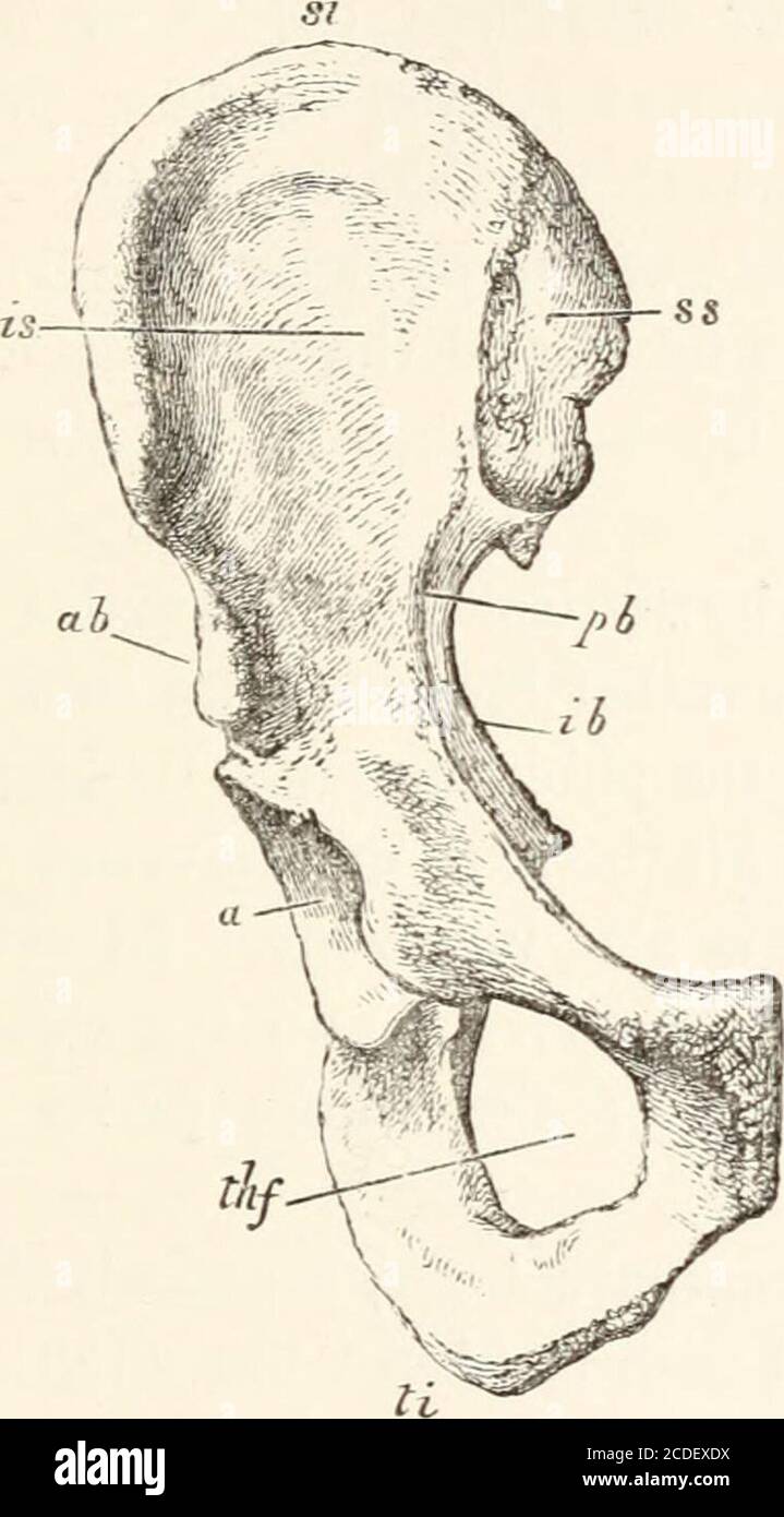 . Eine Einführung in die Osteologie der Mammalia . ausgehöhlt. Die