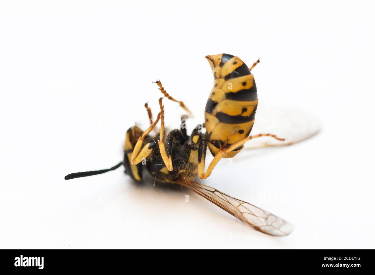 Tote Wespe vespoidea Stockfoto