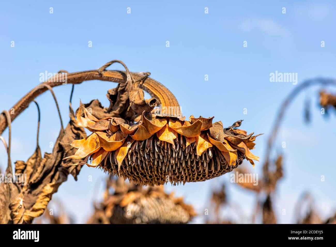 Trockener Sonnenblumenkopf mit reifen Samen gegen den Himmel Stockfoto