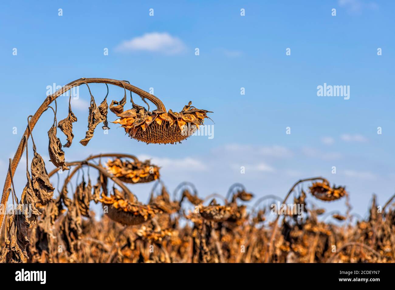 Trockener Sonnenblumenkopf mit reifen Samen gegen den Himmel Stockfoto
