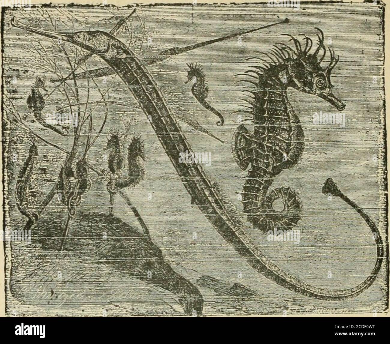 . Eine Einführung in die Zoologie : für den Einsatz von High Schools . iscussing die ty / ncal Physoclystous Lishes eine vorübergehende Bezug-ence kann auf bestimmte aberrante Formen Ahich Aufmerksamkeit durch die Besonderheit ihrer Form zu ziehen gemacht werden. Die Pipe Lishes (Sjoignathus), und Sea-Horses (Hippocampus) (Feige. 31), stimmen mit einander in der Struktur ihrer Kiementilamente, die in Büschel (Lophobranchii) angeordnet sind. Die Schnauze ist viel produziert, der Mund zahnlos und die Kiemen-Abdeckung eine einzige Platte. Die Tabakpfeifenfische (Fistularla) haben die gewöhnliche Kiemenstruktur, aber teilen sich die Dehnung Stockfoto