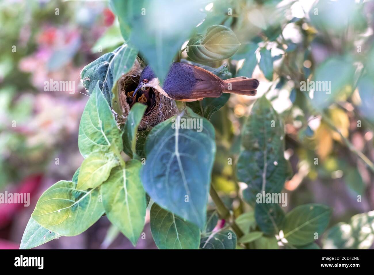 Eschiger Wrenlaubsänger (Prinia Socialis) Füttert junge hungrige Jungvögel im Nest Stockfoto