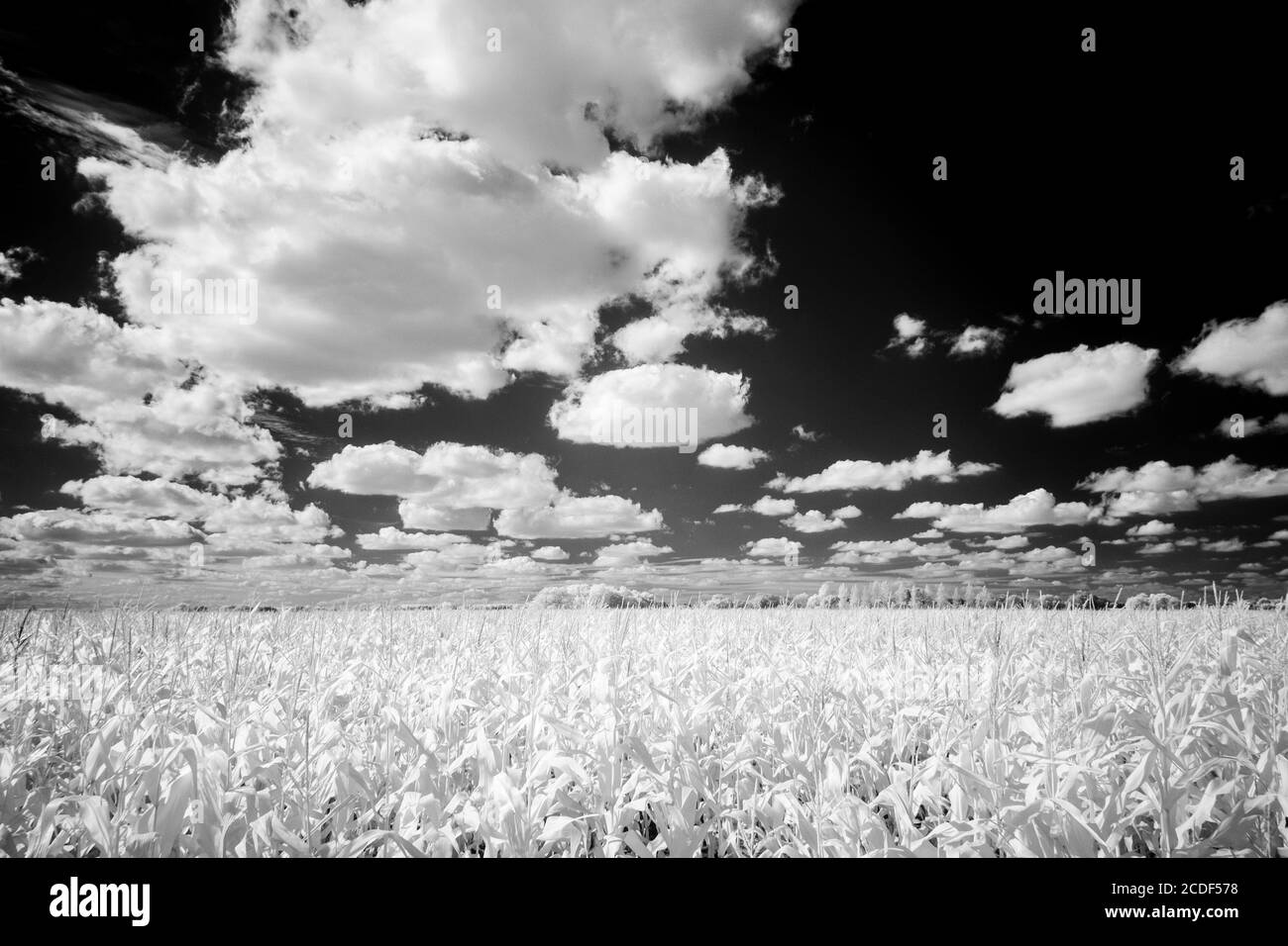 Mais auf dem Cob-Feld im Infrarot Stockfoto