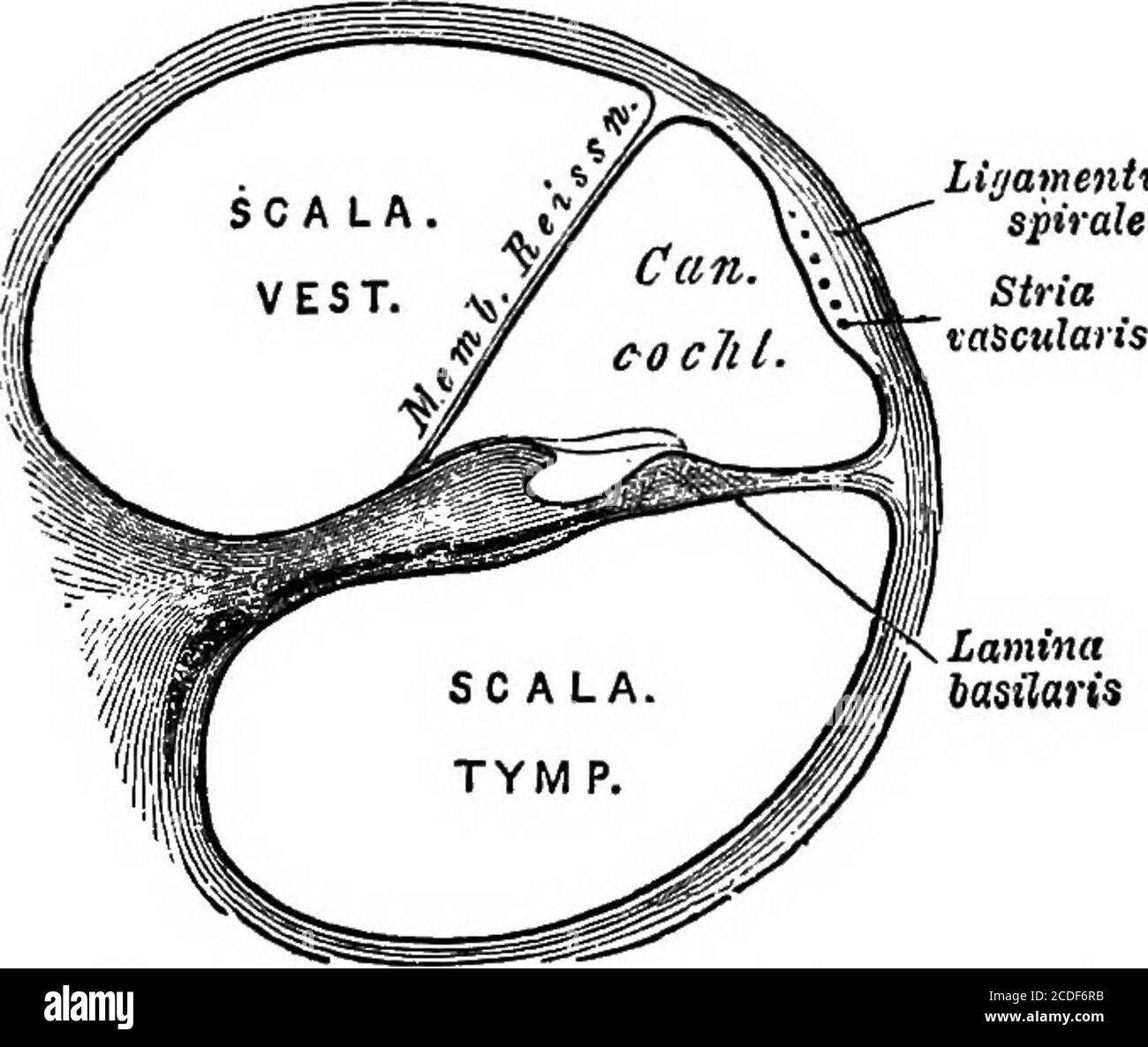 . Elemente der physiologischen Psychologie; eine Abhandlung über die Aktivitäten und die Natur des Geistes, aus der physischen und experimentellen Sicht . übereinstimmend, dass die Haarzellen Sinneszellen sind (VergleichenAbb. L 91, S. ^ § 31. Der terminale Nervenapparat, der das besondere Endorgan des Hörens bildet, ist durch seine überaus kompli-zitierte Struktur und sein auffallendes Aussehen bemerkenswert. Der Cochlea-Ast des Hörnervs durchdringt die Achse der Cochlea und gibt Offlaterale ab, die in die Kanäle der knöchernen Spiralmembran eindringen.Hier strahlen sie zur membranösen Spirallamina aus und sind verbunden Stockfoto