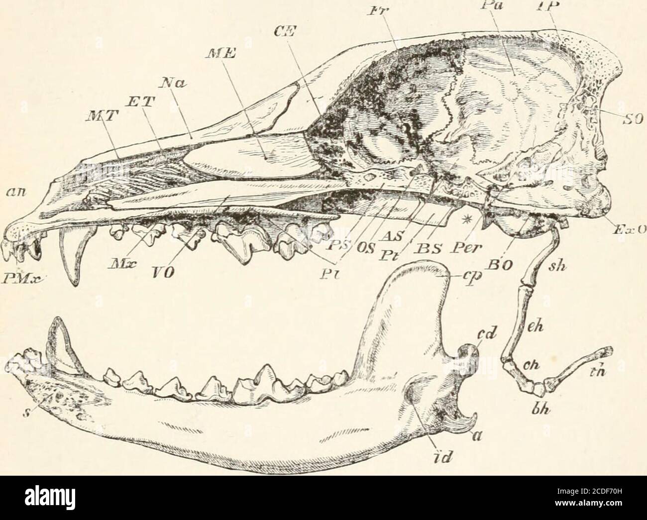 . Eine Einführung in die Osteologie der Mammalia . e des Schädels sind suspendiert (i) der Unterkiefer, oder Unterkiefer, beweglich artikuliert durch ein syno-Fläschchen Gelenk, und (2) eine Gruppe von Skelettstrukturen genannt thehyoidean Apparat. Das Diagramm auf S. 126 soll die Namen der verschiedenen Knochen, aus denen sich der Schädel zusammensetzt, in einer einzigen Ansicht darstellen und eine Vorstellung von ihrer relativen Position geben. Es wird gut sein, das Studium des Schädels zu beginnen, indem es den eines Hundes beschreibt, als ein gutes durchschnittliches Exemplar des Klassenkörpers, und eines, das in verschiedenen Altersgruppen leicht zu beschaffen ist, und der Schüler ist stron Stockfoto