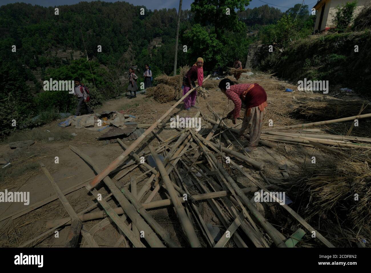 Frauen, die Bambusstangen für verschiedene Verwendungen in ländlichen Gebieten am Stadtrand von Bhaktapur, Bagmati Pradesh, Nepal. Stockfoto