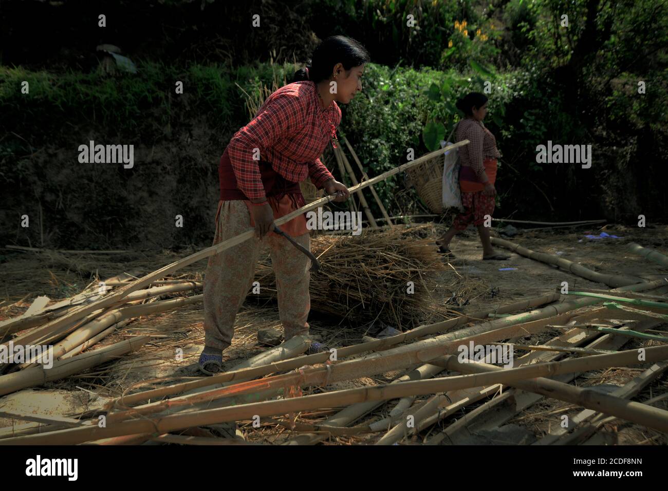 Frauen, die Bambusstangen für verschiedene Verwendungen in ländlichen Gebieten am Stadtrand von Bhaktapur, Bagmati Pradesh, Nepal, auswählen und schneiden. Stockfoto