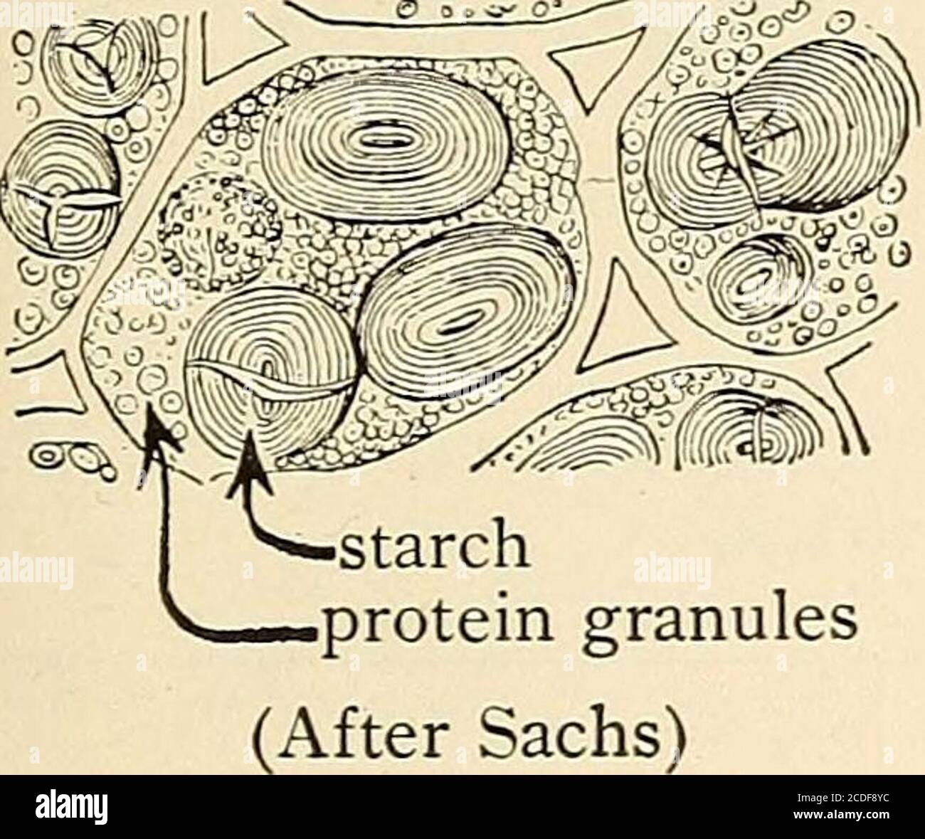 Essen Was Es Ist Und Tut Pflanzenzelle Zellulare Struktur Nach Konig Kartoffel Transverse Abschnitt Aftercowden Und Bussard Kartoffelstarke Inzellulare Zellen After Konig Schneiden Sie Querschnitt Von Gemuse Und Fruchten Wie Ruben