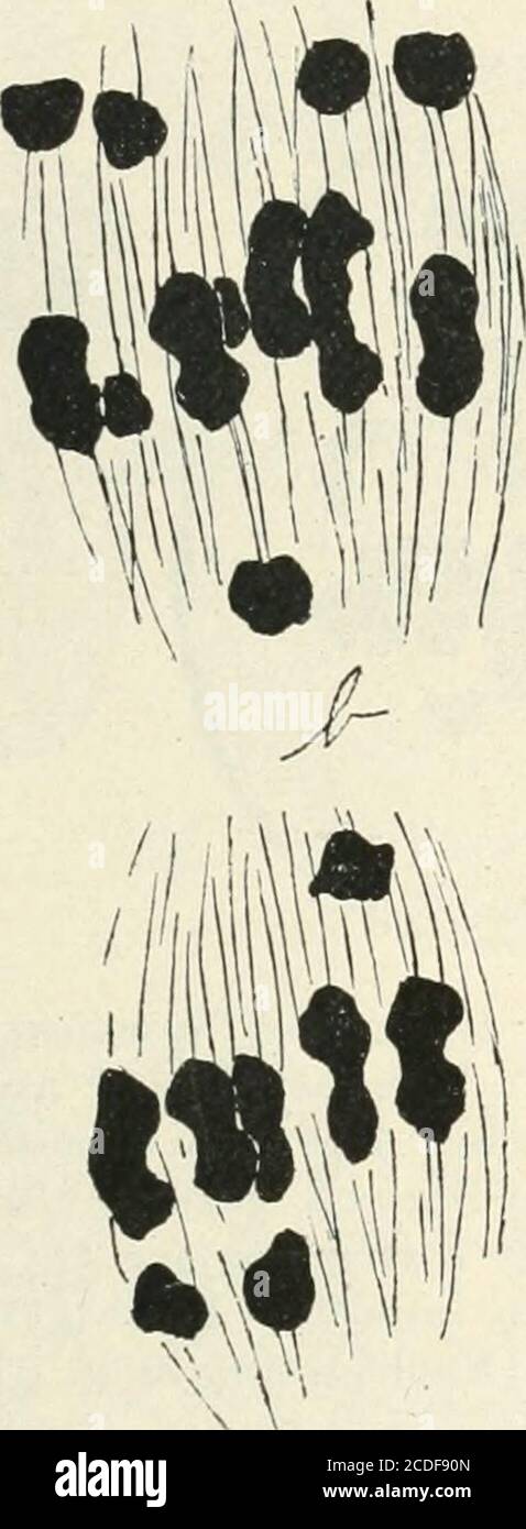 . Allgemeine Pflanzenkaryologie . Abb. 289. Drosera rotundifolia X longifolia. Heterotyp Spindeln in Metaphase. Die zehn „bivalenten und zehn „univalenten Chromosomen deutlich zu sehen, a in einem Schnitt, b in zwei auffaltenden Schnitten. (Nach Rosenberg.) Am meisten fand sich Kerne mit 13 und 16 Chromosomen ein,also ein Chromosom zum Minimum wurde außerhalb gesetzt. Wären die Geschlechterzellen mit diesen ungleichteren Chromosomen-Zahlen, hätte man damit die Möglichkeit, Individuen mit typischverschiedenen Chromosomensätzen zu erzeugen. Bei Drosera haben wir leider Sterility Stockfoto