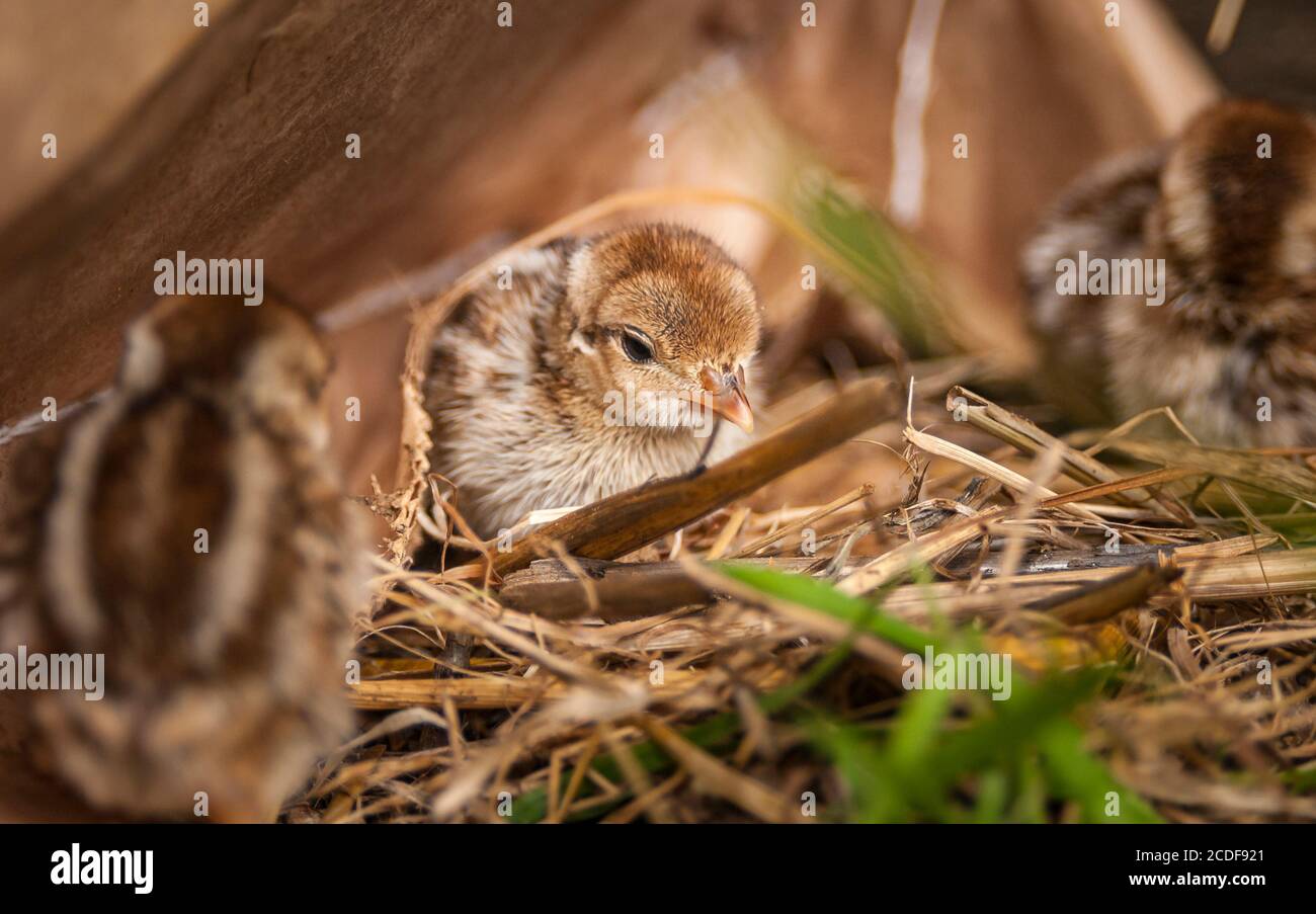 Day alte Französisch Rebhuhn Küken gerade in der Wildnis haced Stockfoto