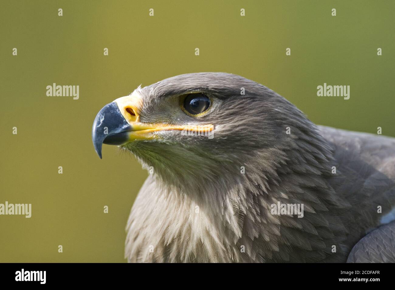 Aquila nipalensis, Steppe Eagle Stockfoto