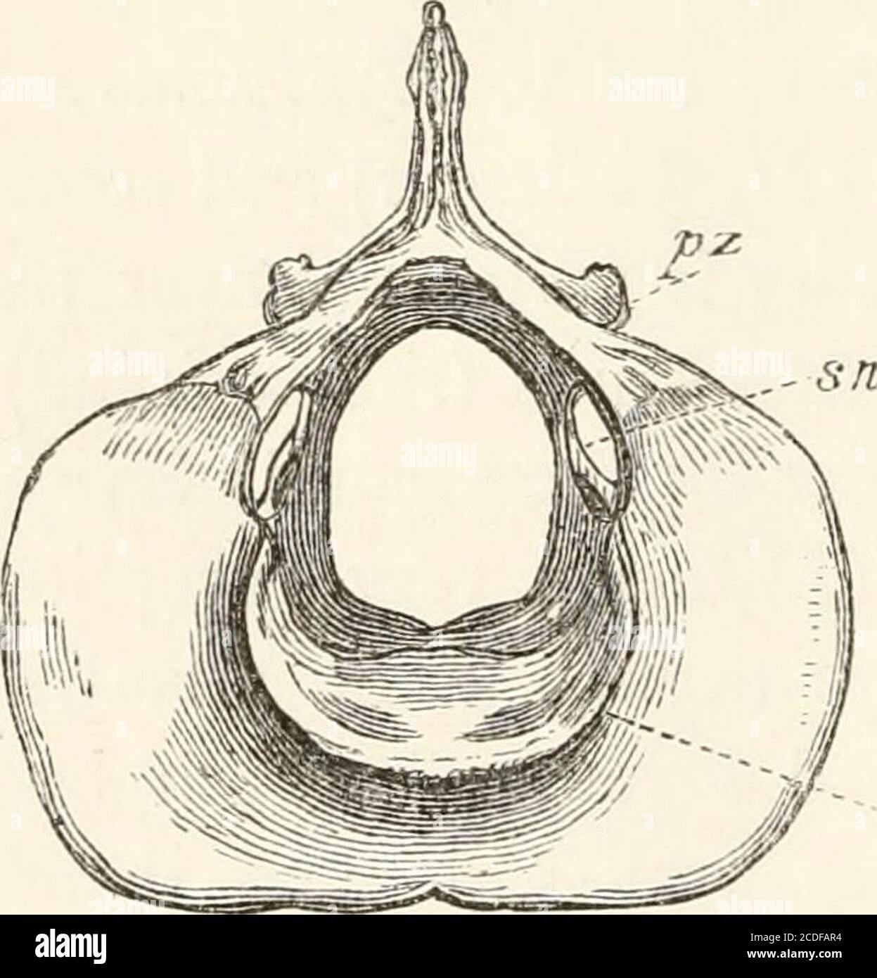 Eine Einfuhrung In Die Osteologie Der Mammalia Abb 13 Untere Oberflache Des Atlases Des Rothirns Cervus Etaphns Sn Foramen Foramen Forfirst Spinalis Sii Foramen For Inferior Ast Of The Same