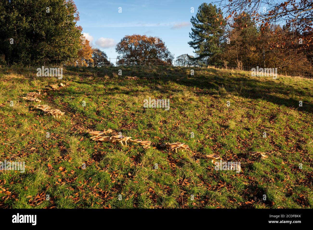 Ein Märchenring aus Pilzen Stockfoto